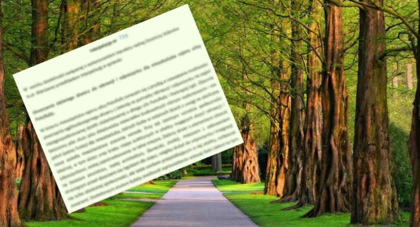 Park z wysokimi drzewami