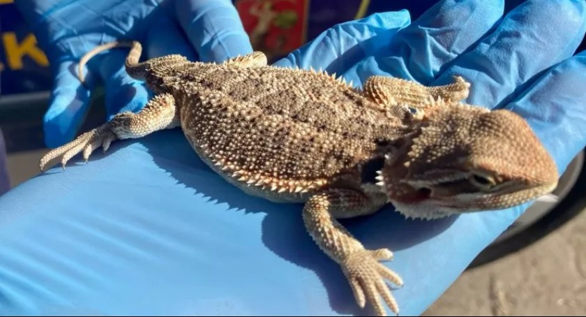Agama brodata