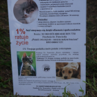 zdjęcie nr 10