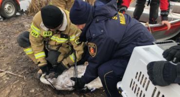 Jeziorko przy Europejskiej - uratowany łabędź trafił do lecznicy